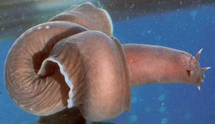 hagfish