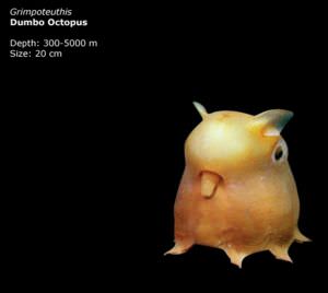 dumbo octopus