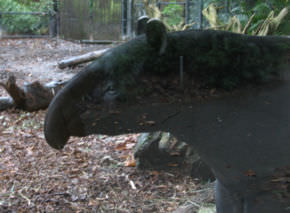 tapir