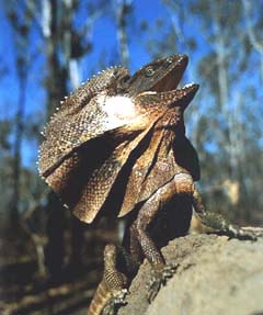 frill necket lizard