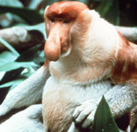 proboscis monkey