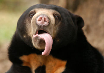 sun bear