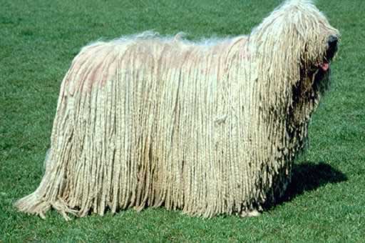 komondor dog