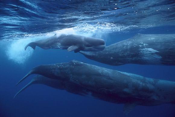 whales migration