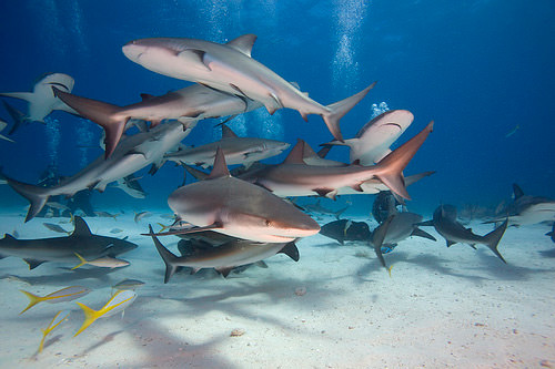 bahamas sharks