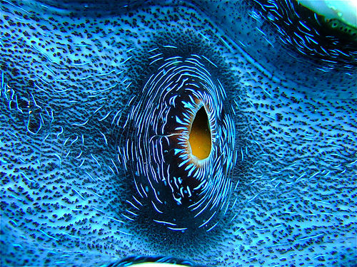 Heart of a Giant Clam