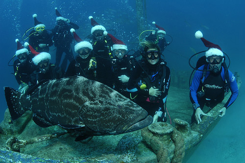 divers with a turtle