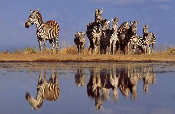 nature, animals, zebra