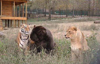 lion, tiger, bear