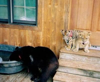 lion, tiger, bear