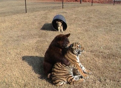 lion, tiger, bear