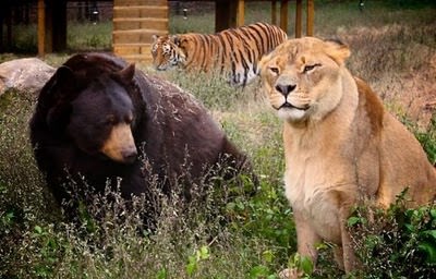 lion, tiger, bear