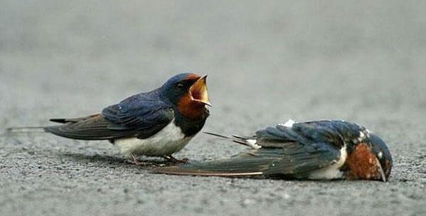 The Loyal Swallow