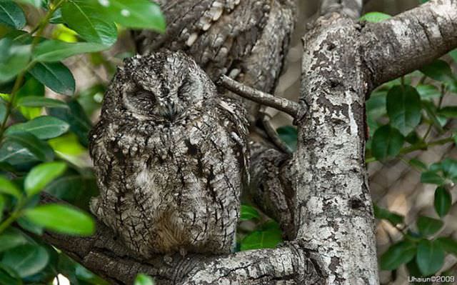 owl camouflage