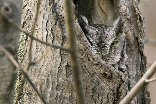 owl camouflage