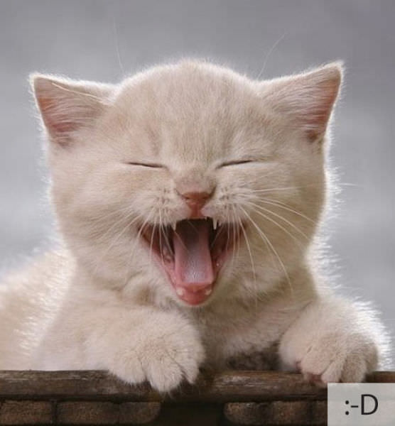 adorable cats emoticons