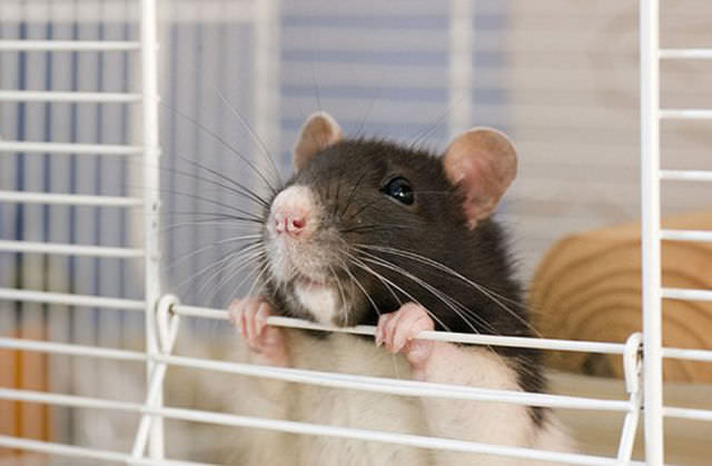 cute rat photos