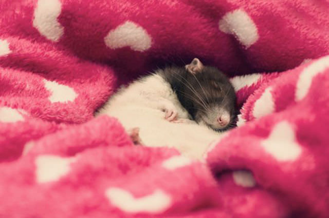 cute rat photos