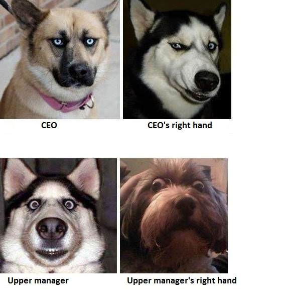 dogs office photos
