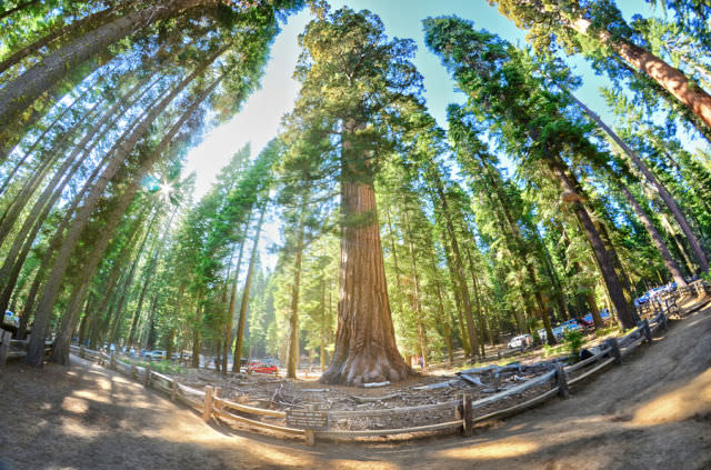 Sequoias Are Impossible to Miss!