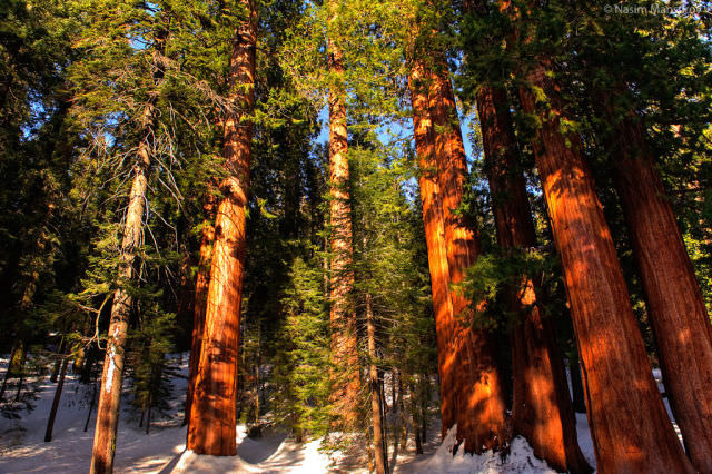 Sequoias Are Impossible to Miss!
