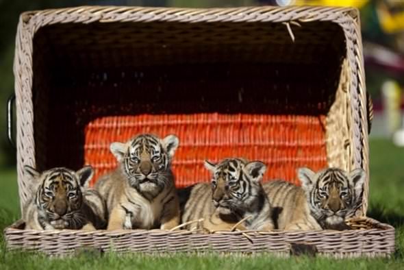animals in baskets