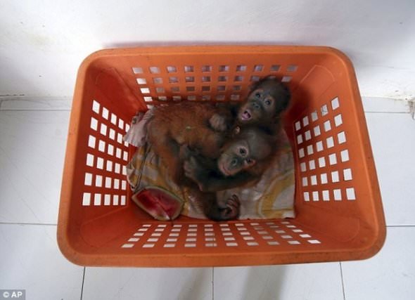 animals in baskets