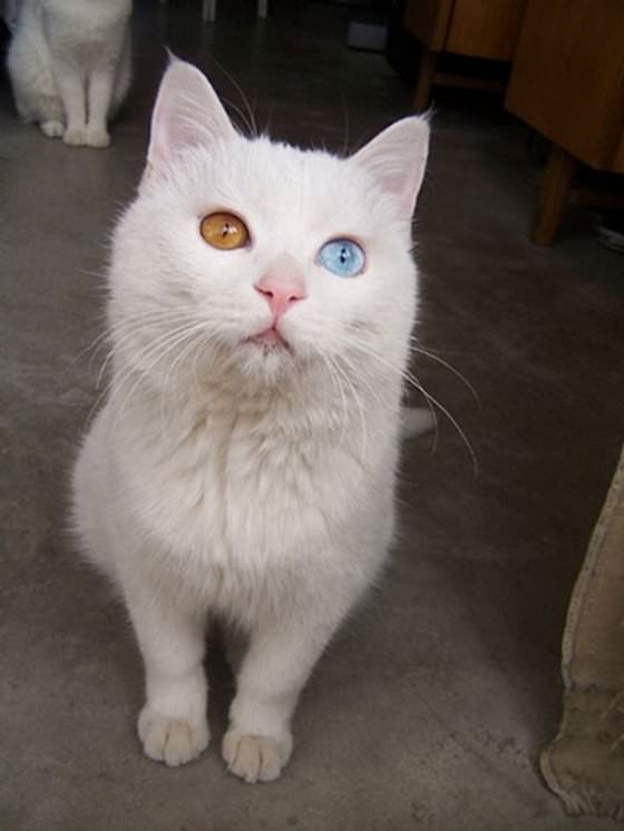 animal with different eye colors