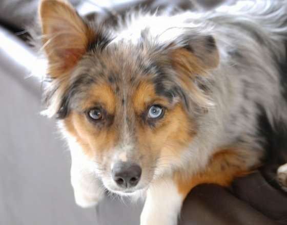 animal with different eye colors