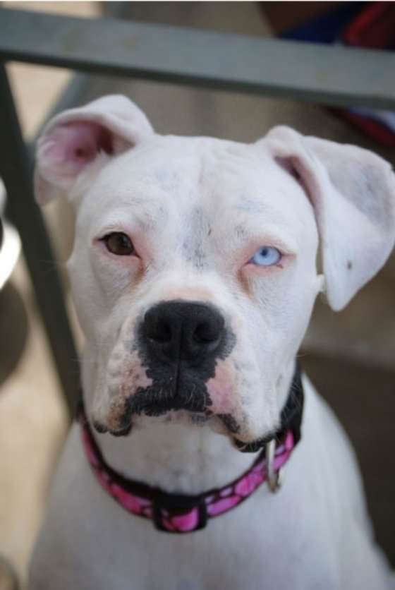 animal with different eye colors