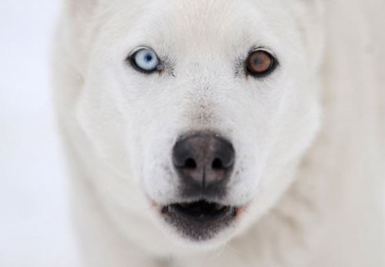 animal with different eye colors