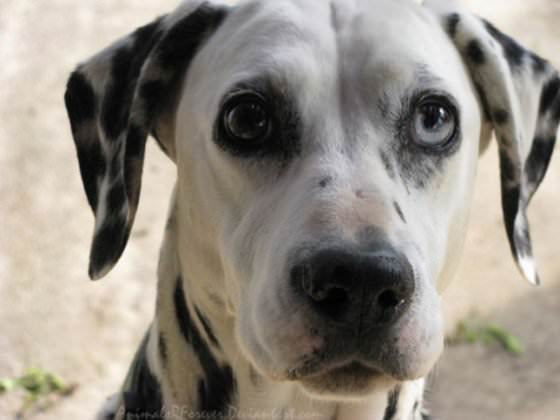 animal with different eye colors