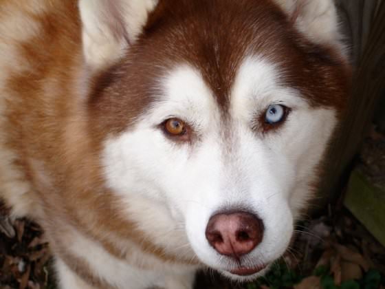 animal with different eye colors