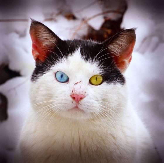 animal with different eye colors
