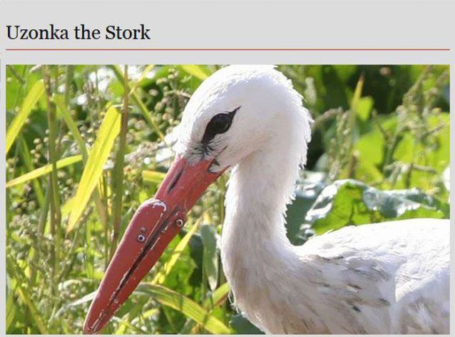 animal prosthetic