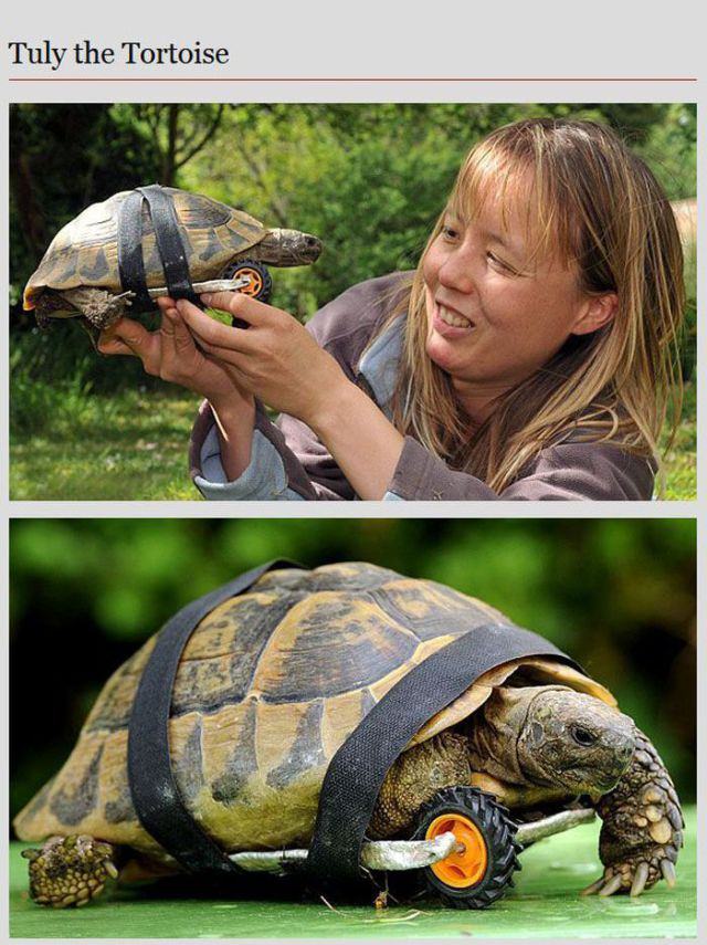 animal prosthetic