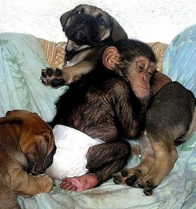 dog adopts chimp