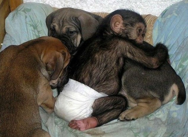 dog adopts chimp