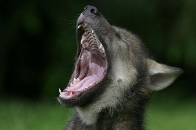 animals yawning