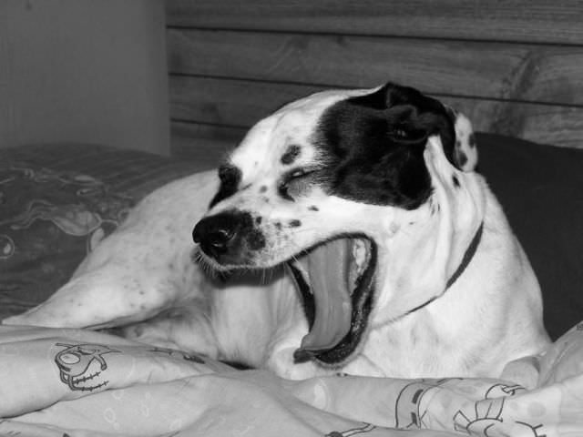 animals yawning