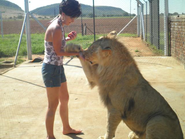 lion pet