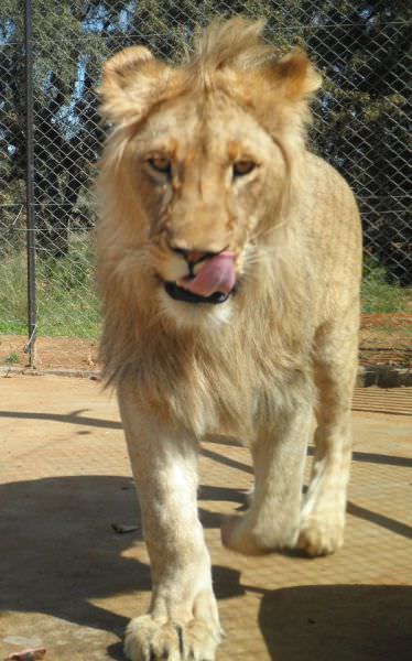 lion pet
