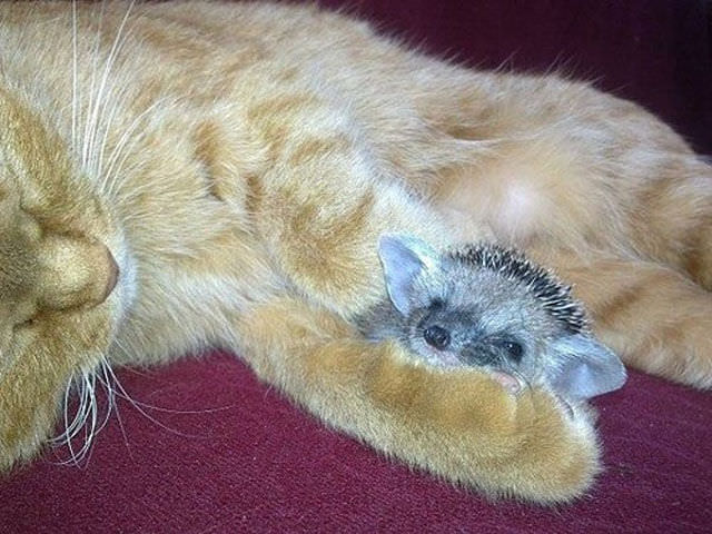 cute hedgehogs