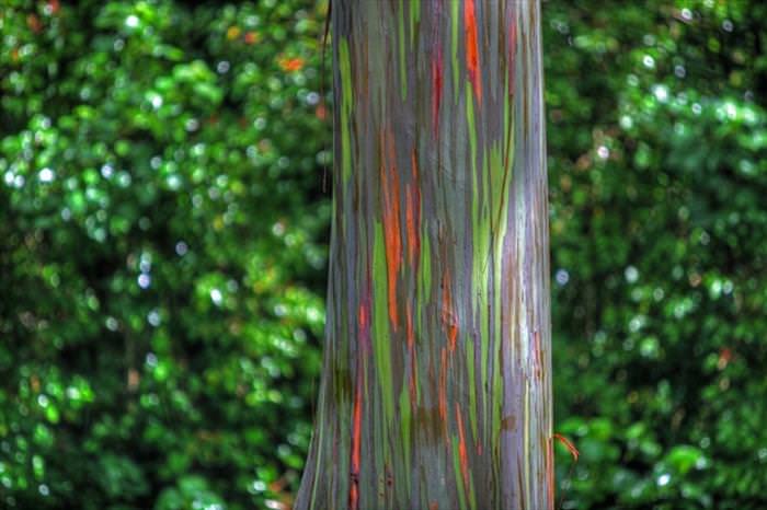 The Most Colorful Tree in the World!