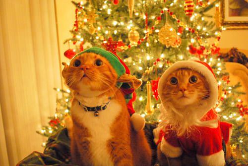 cat christmas photos