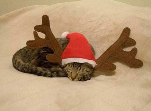 cat christmas photos