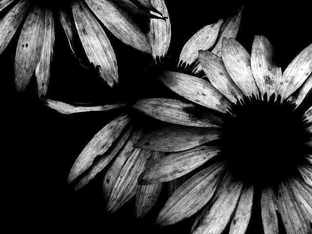 black and white photos