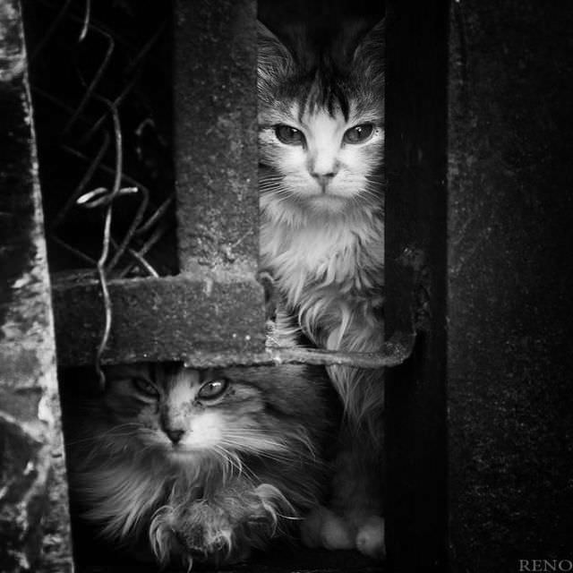 black and white photos