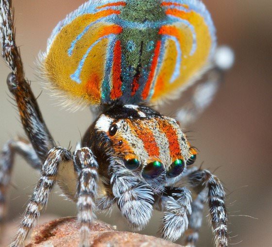 peacock spider dance