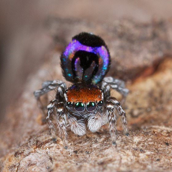 peacock spider's dance